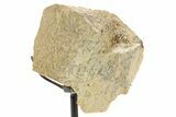 Fossil Hadrosaur Metatarsal Section w/ Metal Stand - South Dakota #378562-1
